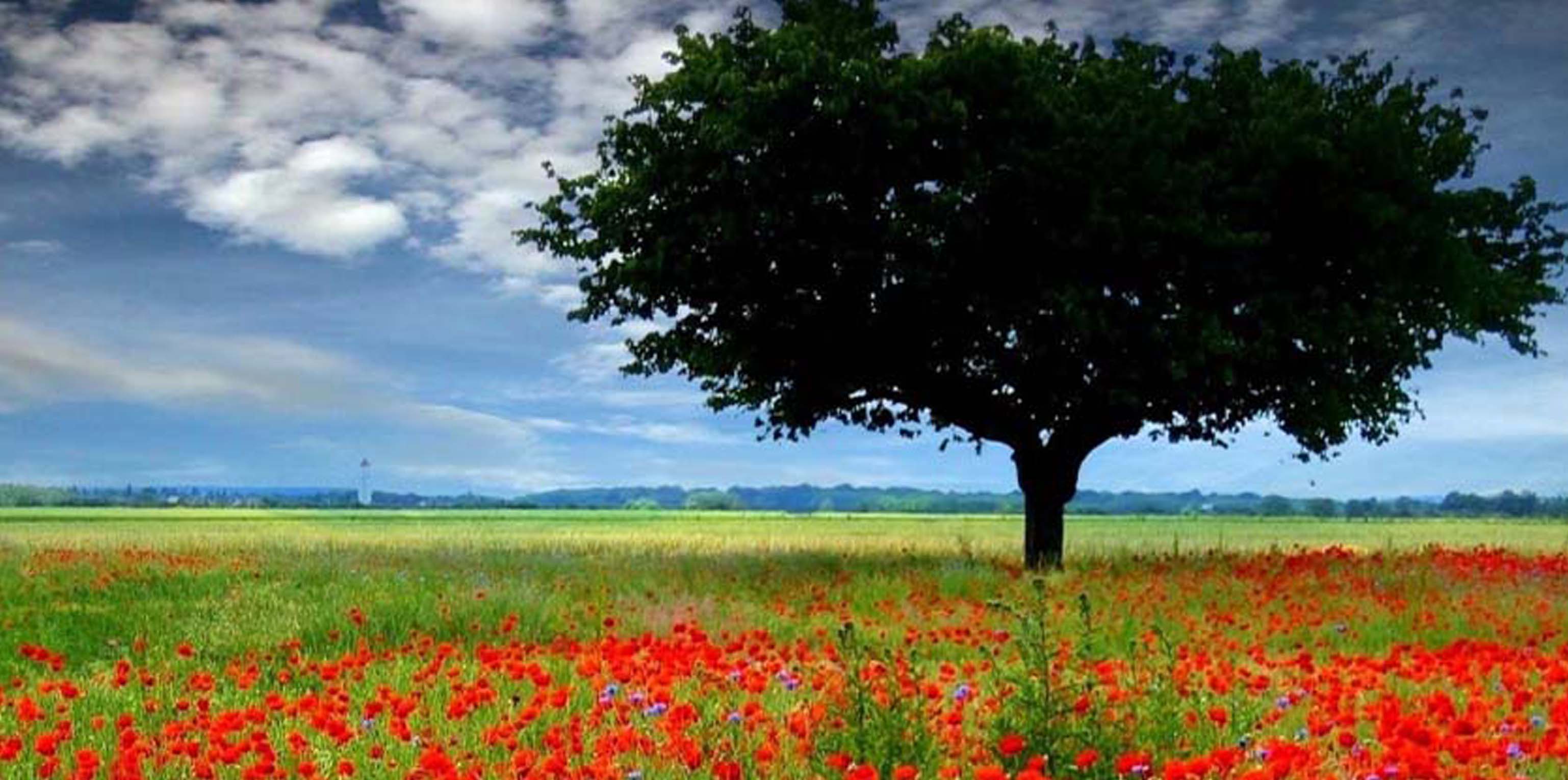 Una excelente novela y un Premio Nobel exótico, por Luis Antonio Novella.